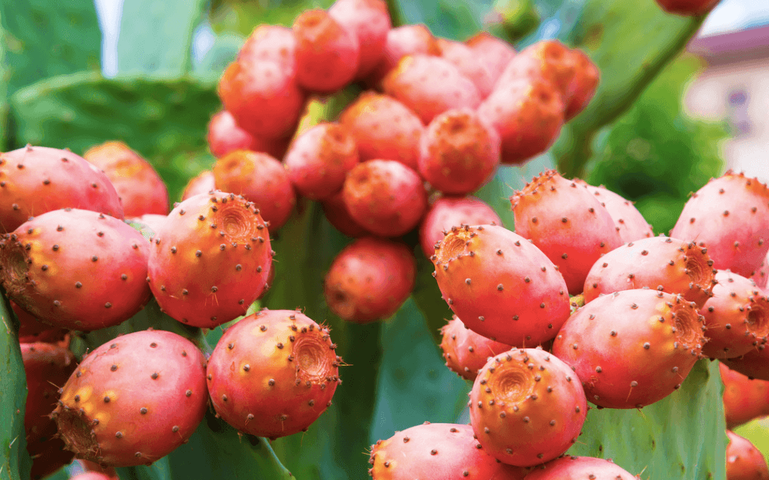 Huile de pépins de figue de barbarie